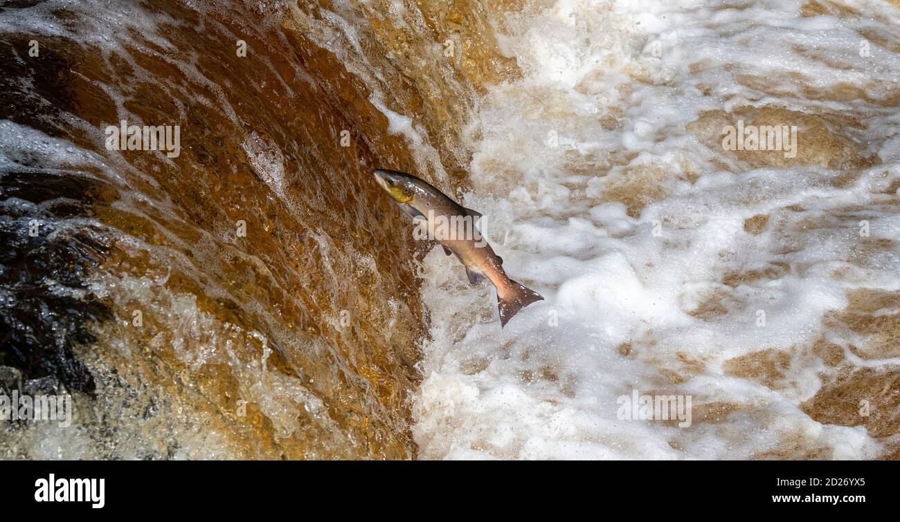 North Yorkshire, Großbritannien. Oktober 2020. Atlantischer Lachs springt auf Stainforth Foss auf dem Fluss Ribble in North Yorkshire auf der letzten Etappe ihrer epischen Wanderung zurück an den Ort ihrer Geburt, was bedeuten kann, reisen über 6000 Meilen. Quelle: Wayne HUTCHINSON/Alamy Live News Stockfoto