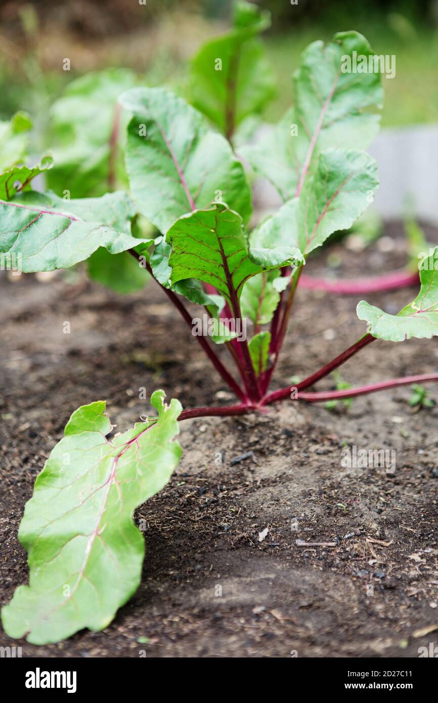 Junge grüne Rote Beete Pflanzen. Rote Bete wächst. Bio-Rübenwurzeln wachsen auf Gemüsebeet. Stockfoto