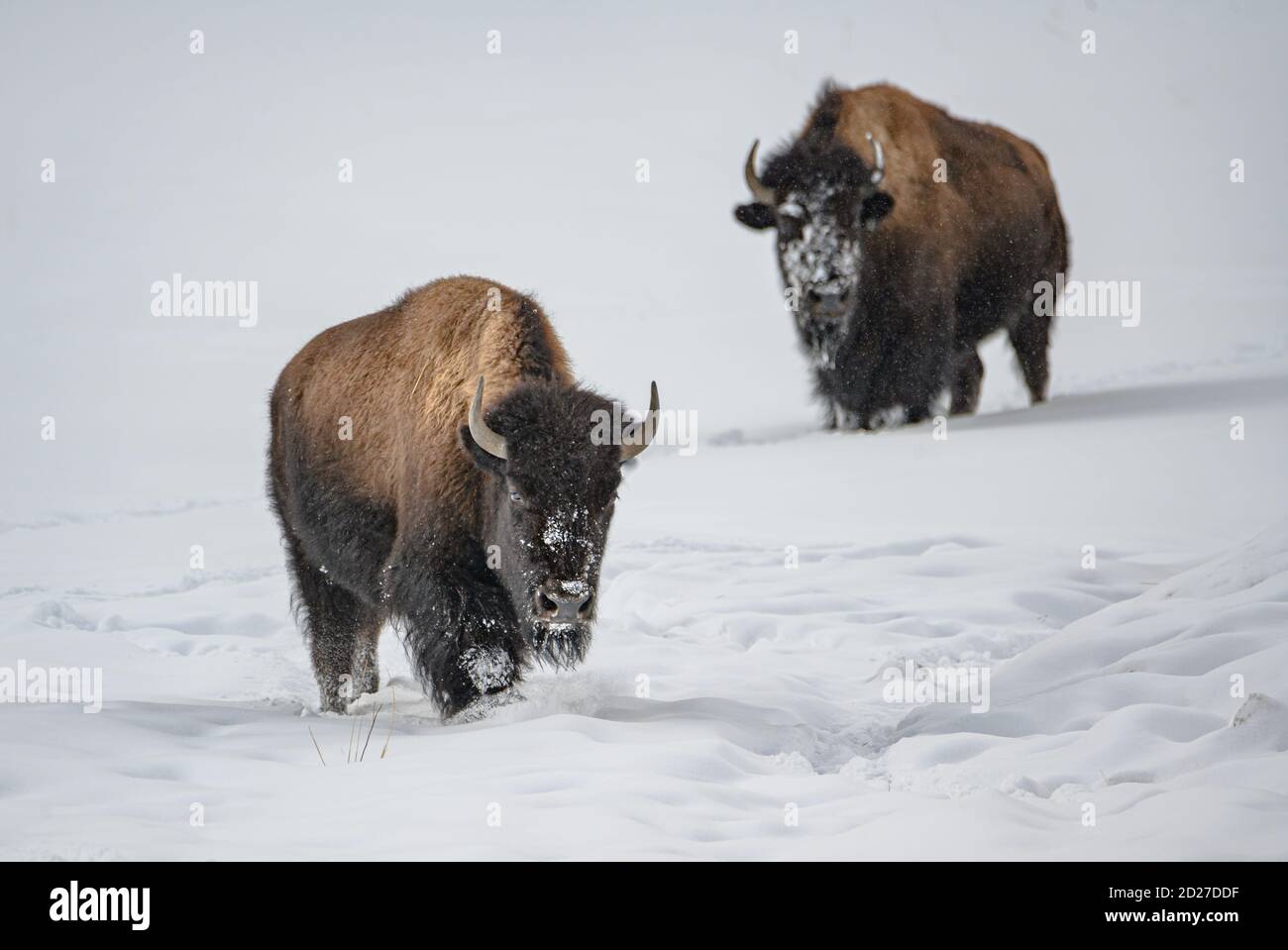 Zwei Bisons Stockfoto