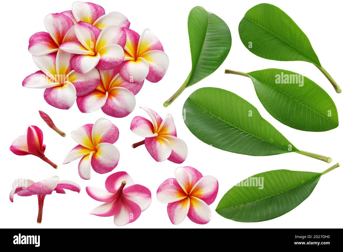 Vielfalt von Plumeria Blumen und Blätter isoliert auf weißem Hintergrund Stockfoto