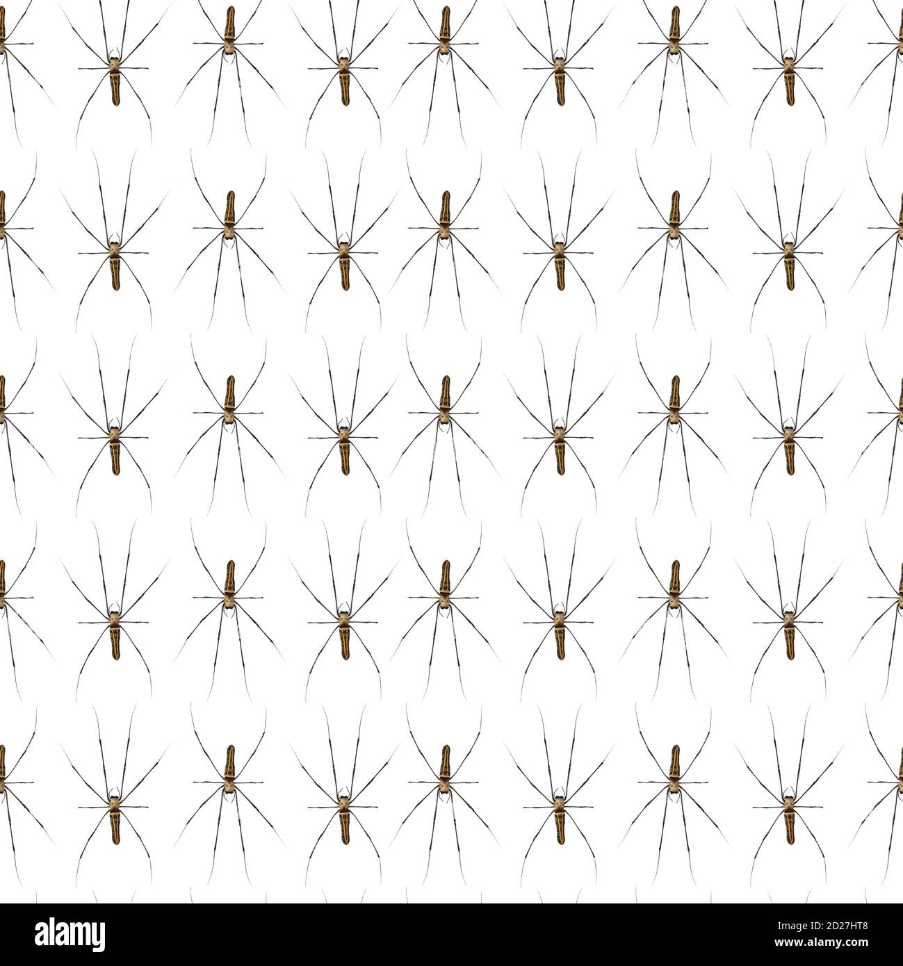 Giant Scary Spider Muster isoliert auf einem weißen Hintergrund. Stockfoto