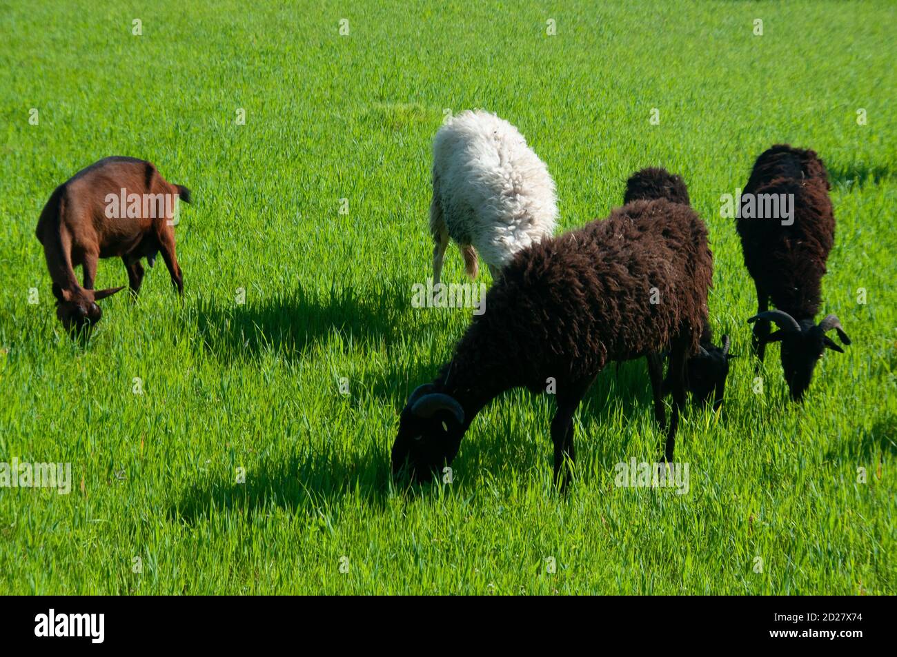 Ziegen grasen in Pietrasanta, Toskana, Italien. Stockfoto