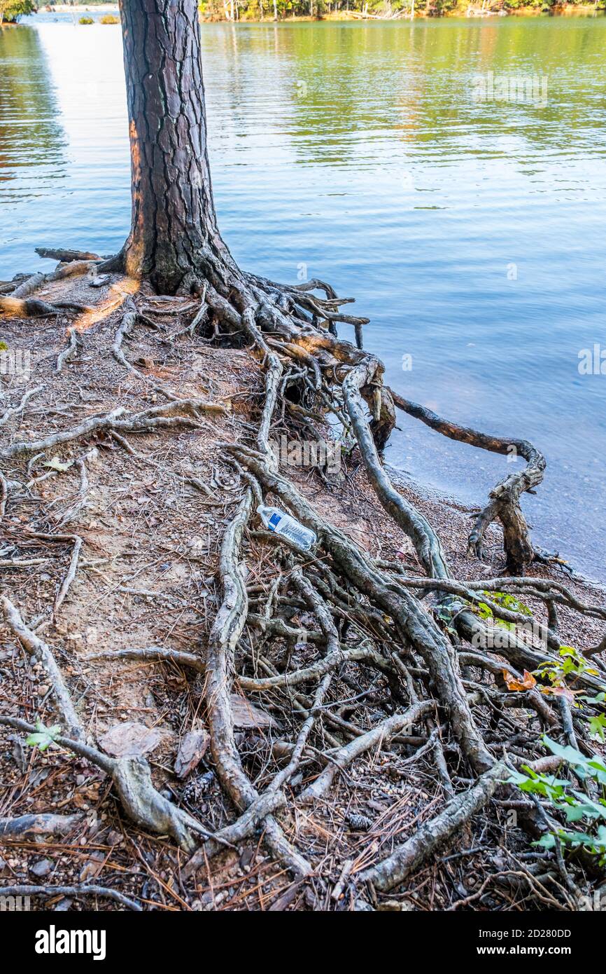 Eine Plastikwasserflasche, die auf freiliegenden Baumwurzeln liegt, wird entsorgt Müll am Ufer am See Die Umwelt verschmutzen Stockfoto