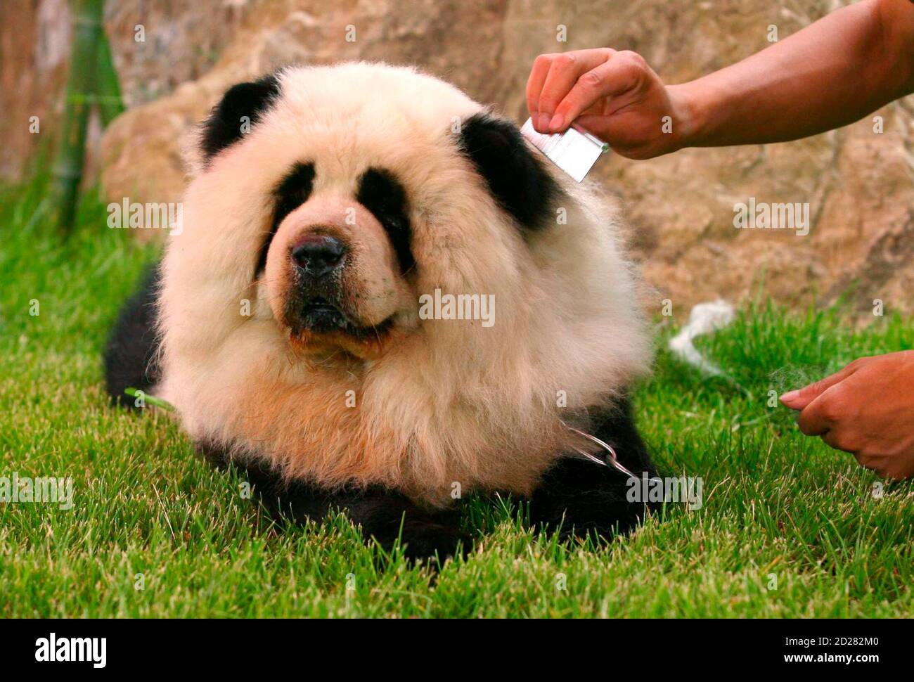 Ein Chow Chow Hund, gefärbt, um wie ein Panda auszusehen, wird am 8. Juni  2010 im Dahe Pet Civilization Park in Zhengzhou, Provinz Henan, gepflegt.  Der Park kaufte von einem Tiermarkt in
