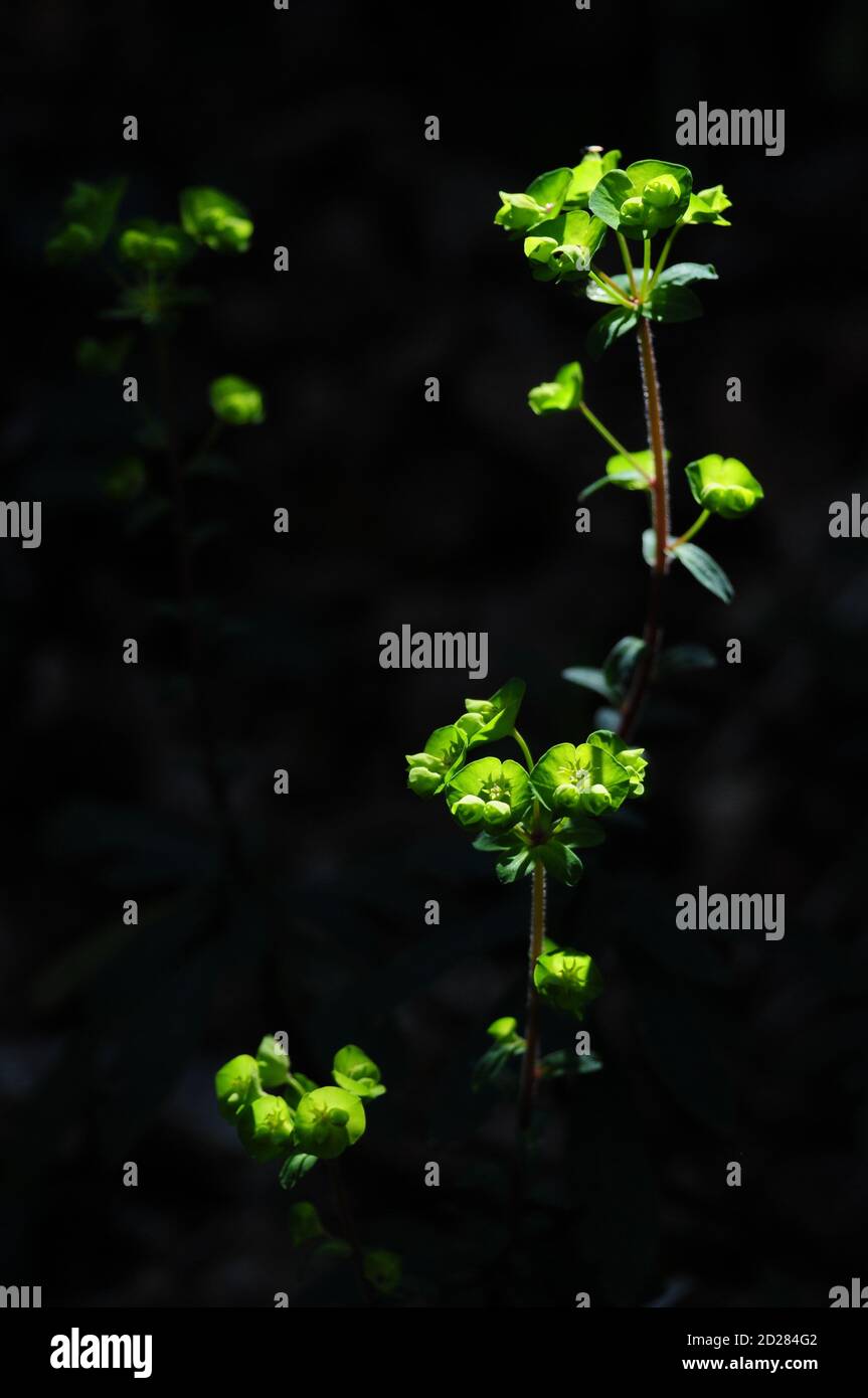 Grüne Blume. Stockfoto