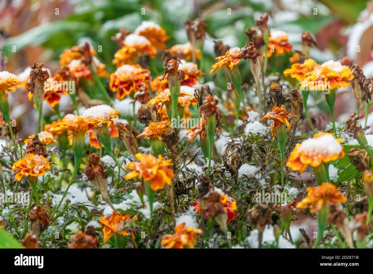 Ringelblumen im Schnee im Herbst aus nächster Nähe Stockfoto