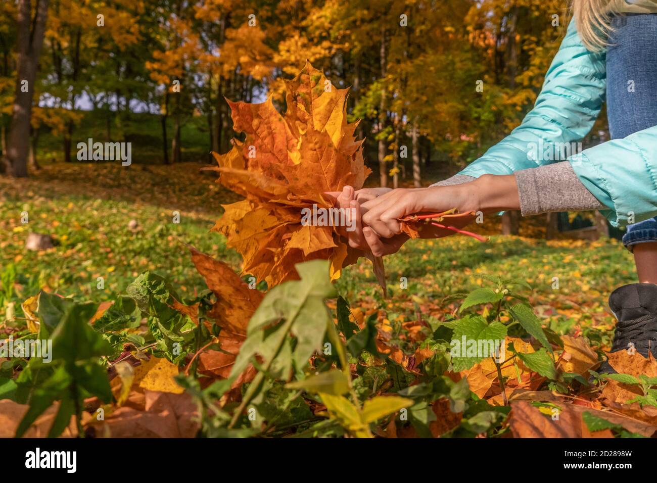 Weibliche Hände sammeln gelbe Ahornblätter für den Herbst Bouquet schließen Nach oben Stockfoto