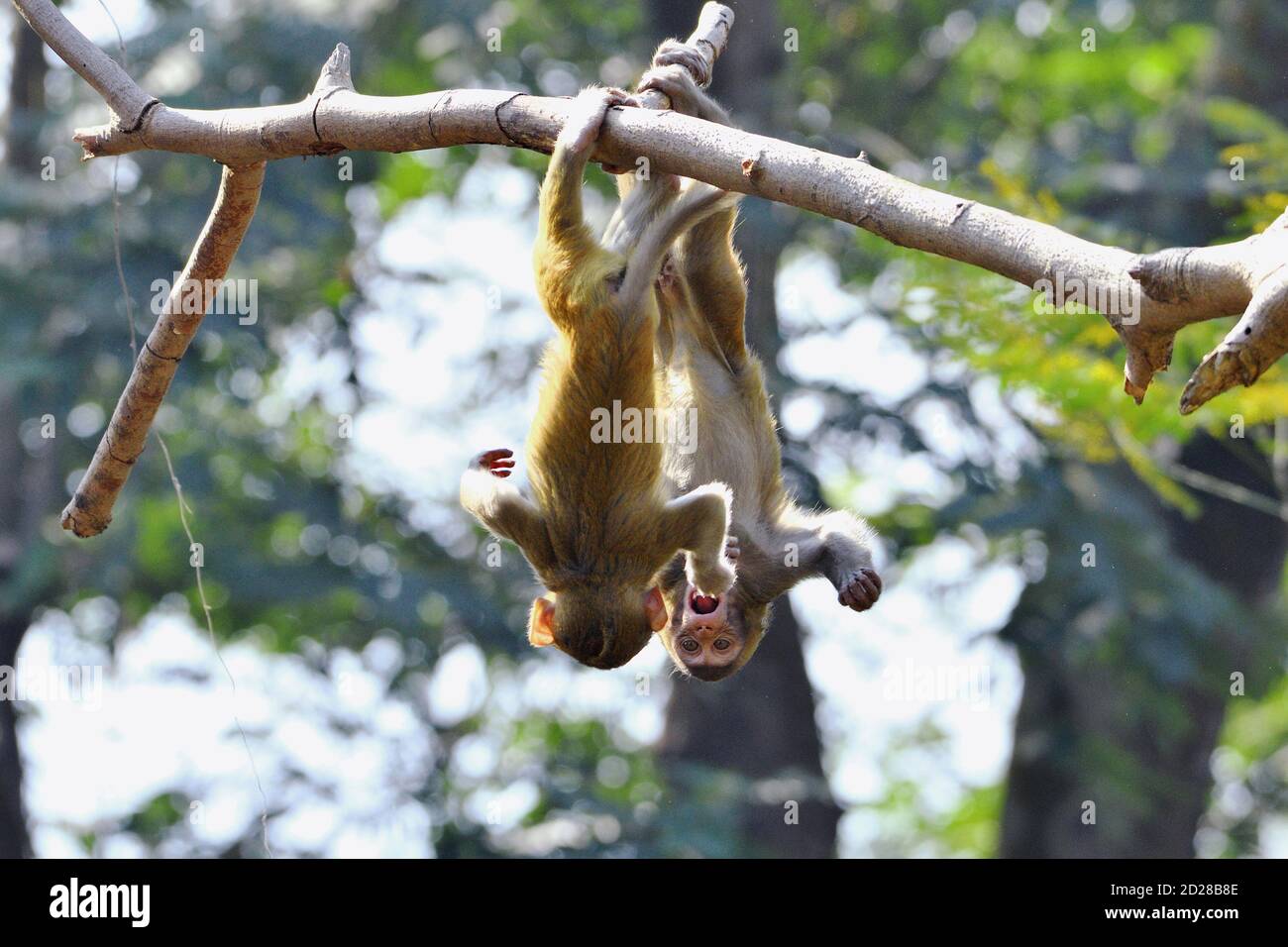 Rhesus Macaques Finghting Miteinander Stockfoto