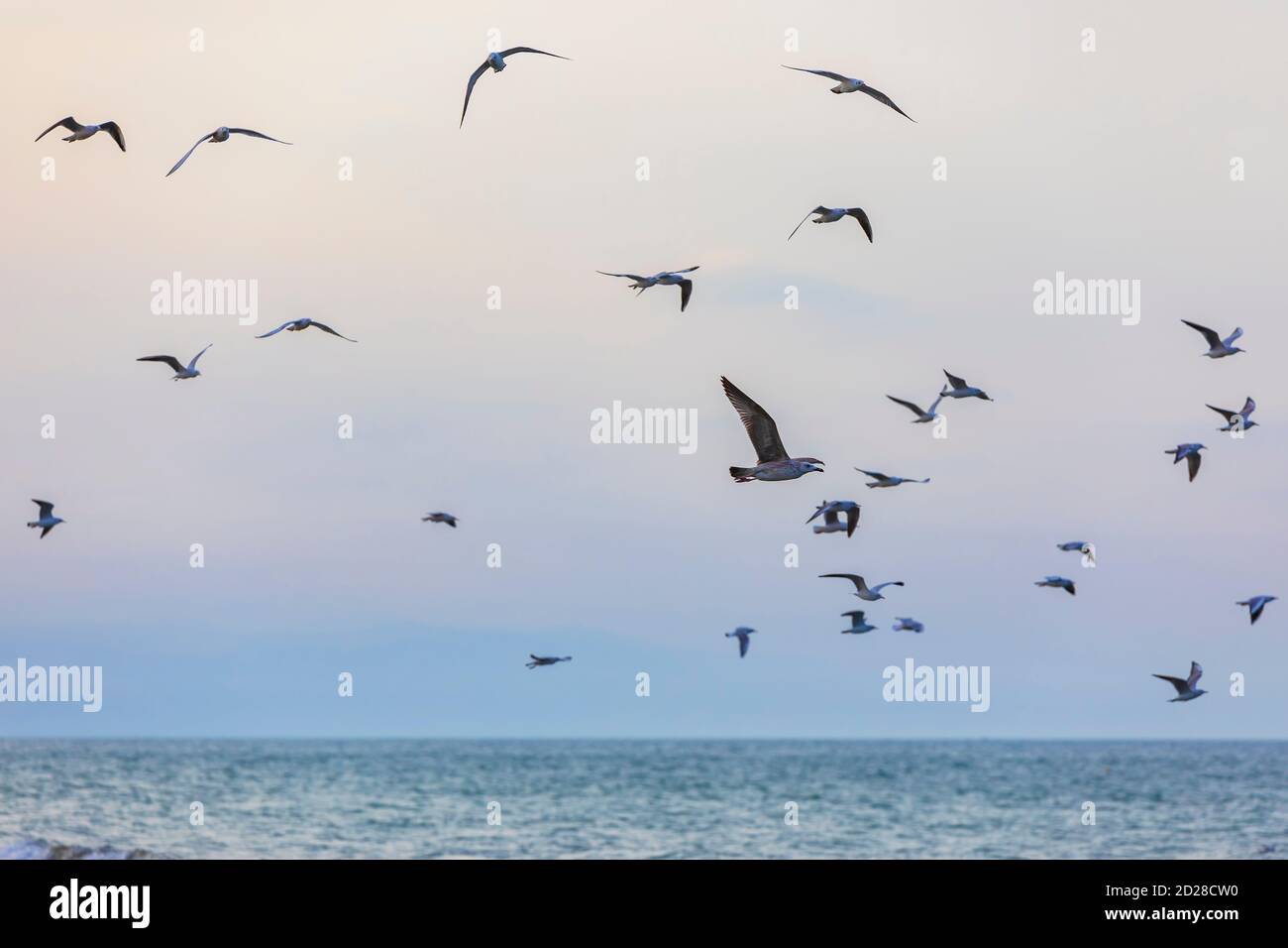 Eine Schar von Möwen und Kormoranen über dem Meer Stockfoto