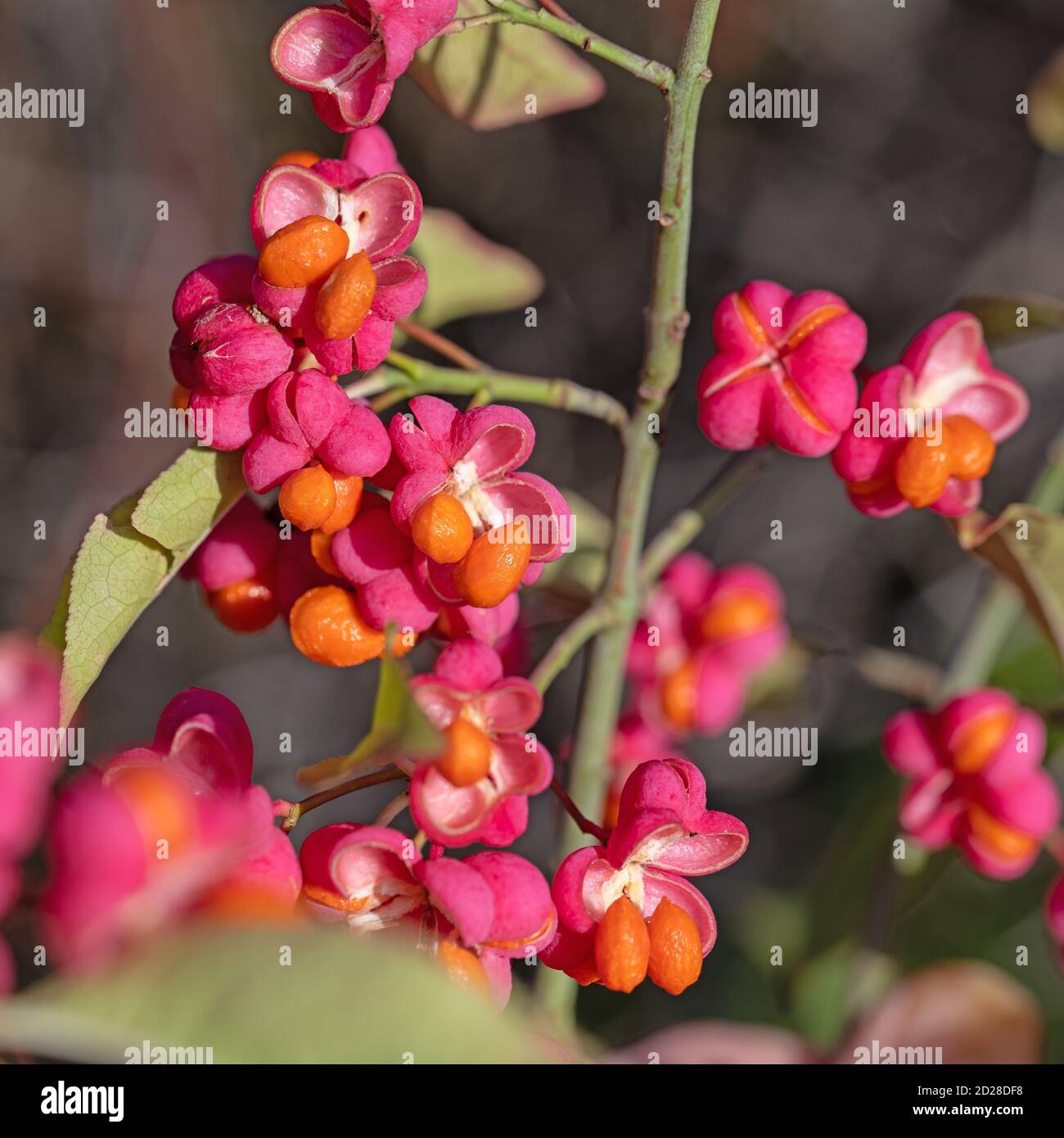 Früchte des Spindelstrauch, Euonymus europaeus Stockfoto