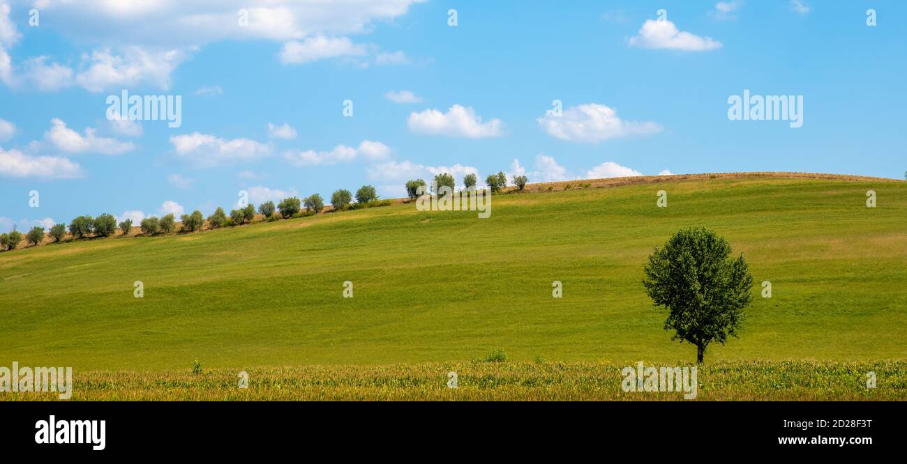 Grasfeld mit isoliertem Baum und Baumreihe Der Hügel Stockfoto