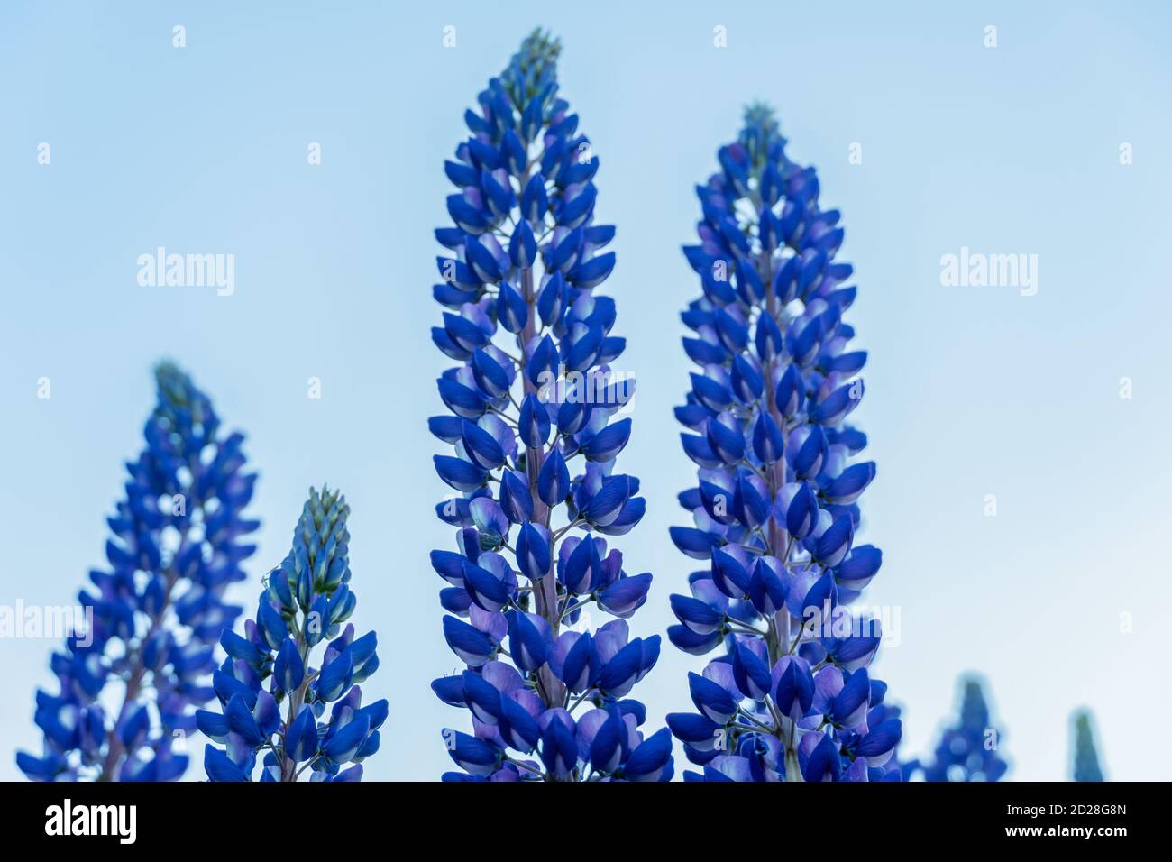 Lila Lupinen gegen den blauen Himmel. Bouquet von Lupinen Blumen im Sommer Stockfoto