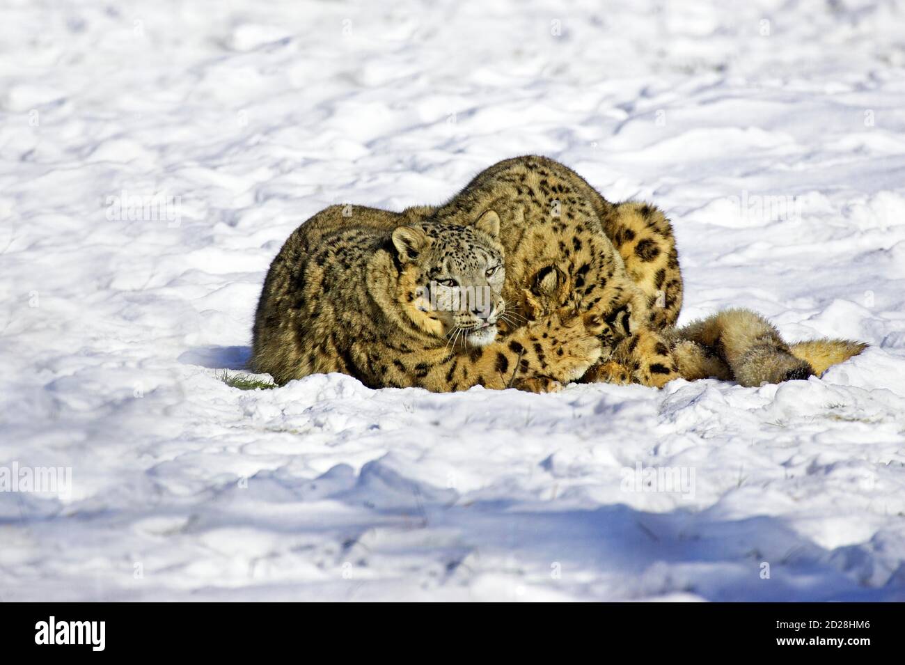 Schnee-Leopard oder Unze, Uncia Uncia, Mutter und Alte Kub stehen im Schnee Stockfoto