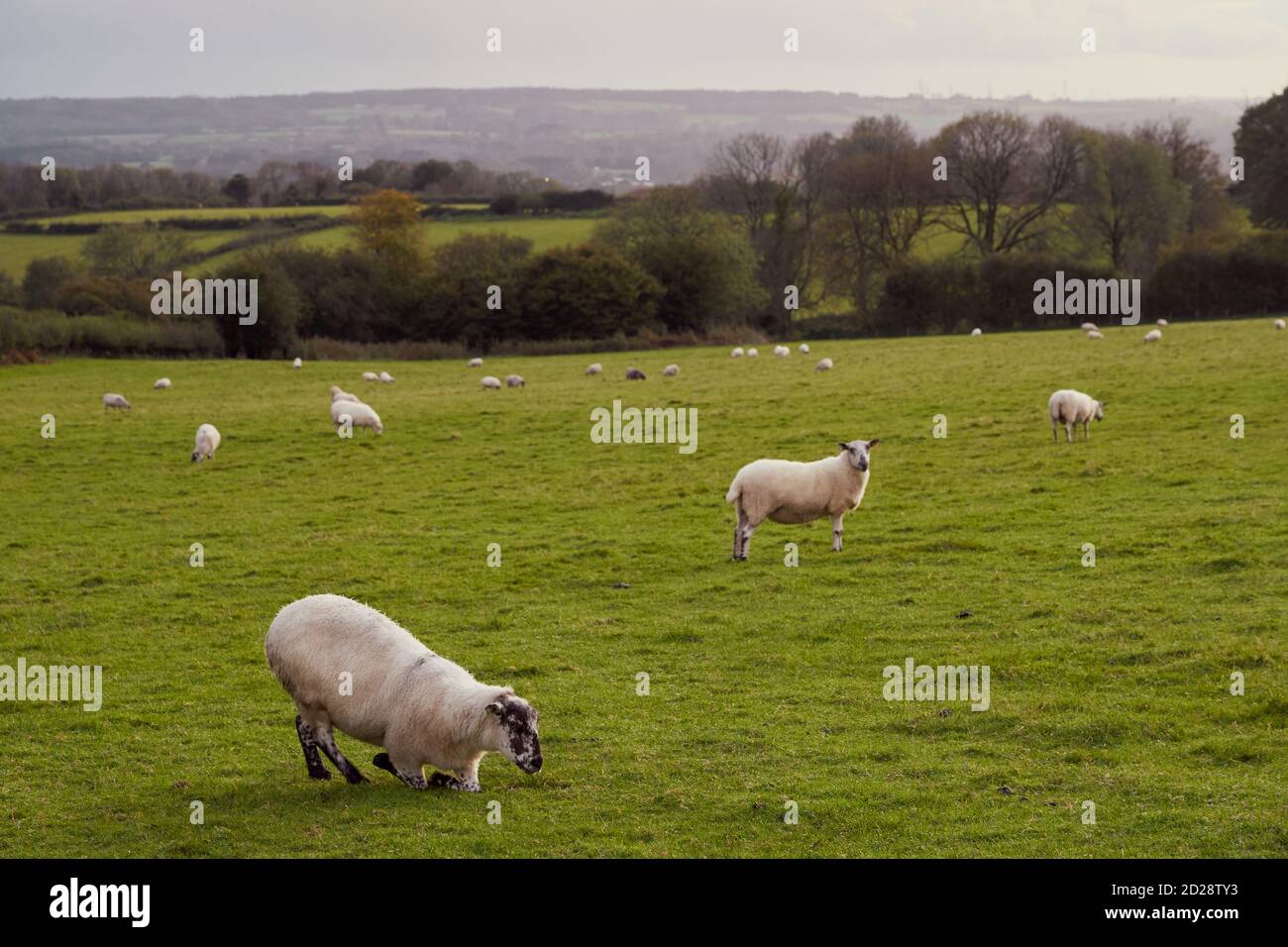 Schafe weiden an einem Oktoberabend in Pentyrch, South Wales Stockfoto