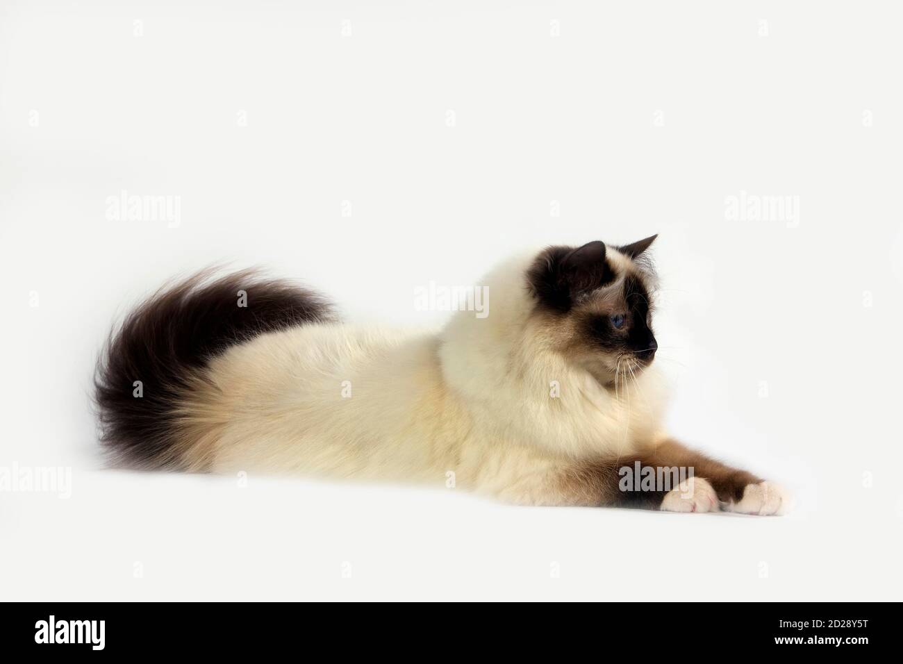 Dichtung Birmanese Hauskatze Verlegung vor weißem Hintergrund Stockfoto