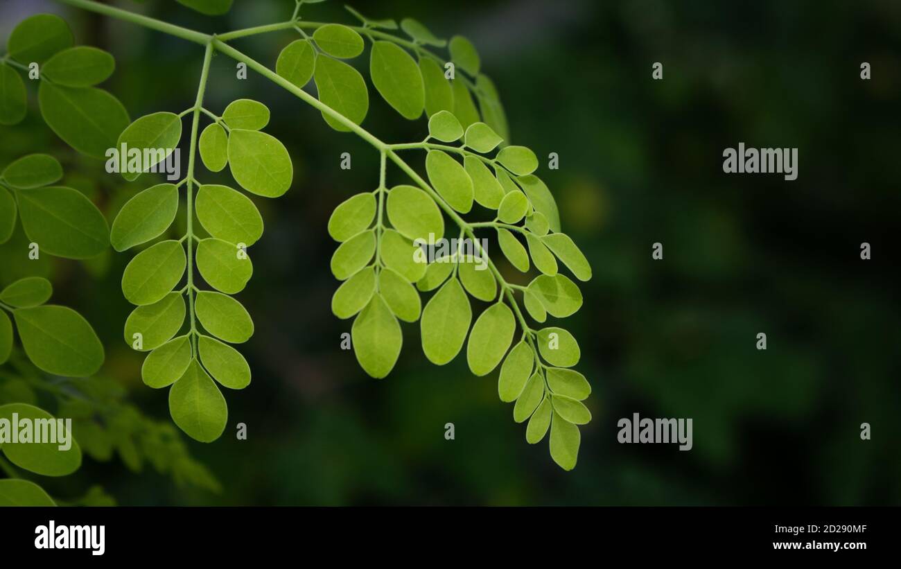 Natürliche Moringa Blätter Grüner Hintergrund. Junge Moringa Blätter in der Natur Licht, alternative Medizin Pflanze. Stockfoto