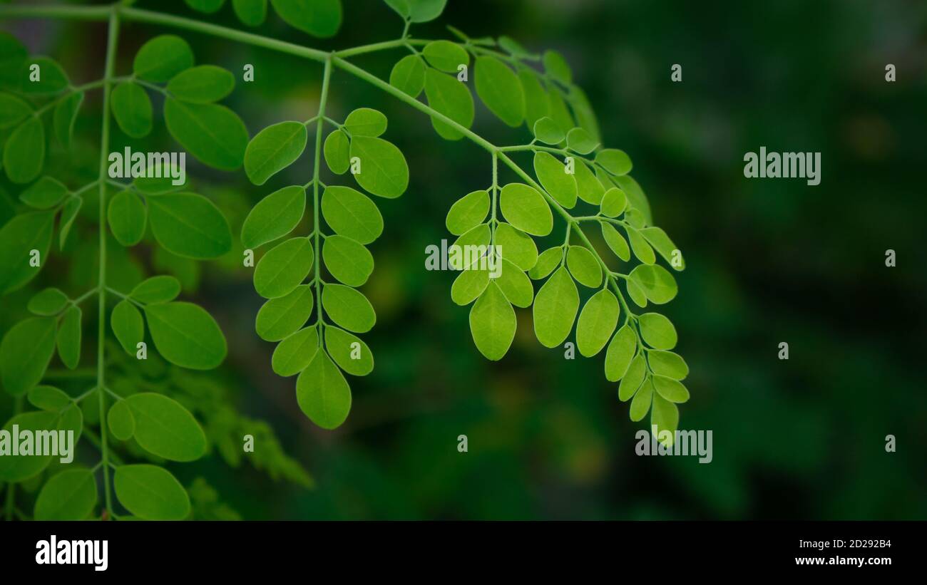 Natürliche Moringa Blätter Grüner Hintergrund. Junge Moringa Blätter in der Natur Licht, alternative Medizin Pflanze. Stockfoto
