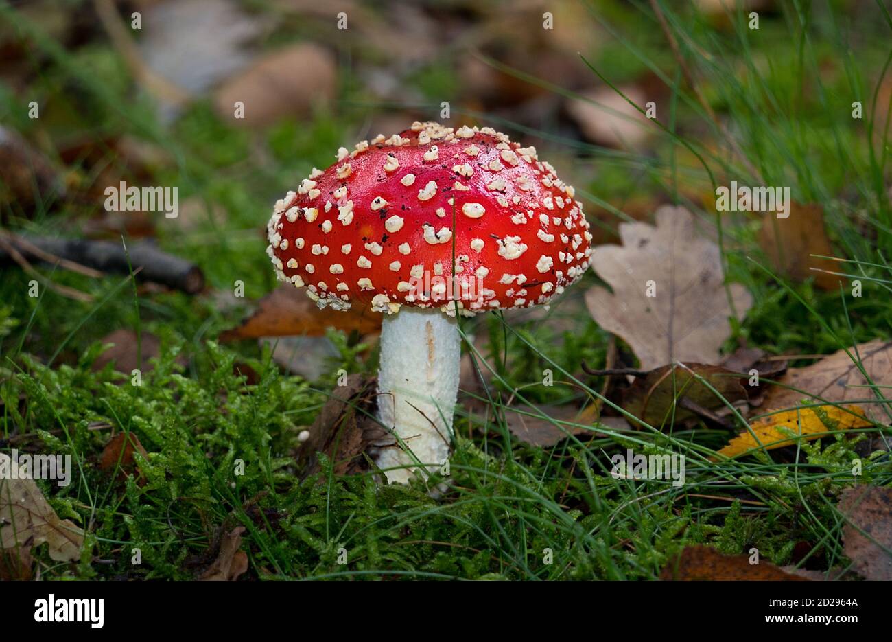Schöne weiß-gefleckte rote Pilz, eine Fliege Agaric Stockfoto