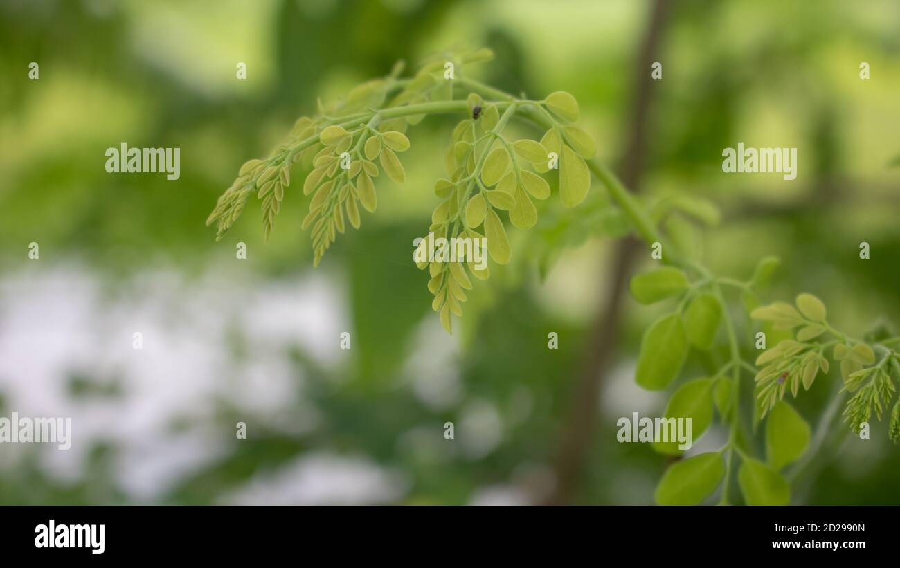 Natürliche Moringa Blätter Baum Grün Hintergrund. Frische grüne Moringa-Blätter. Stockfoto