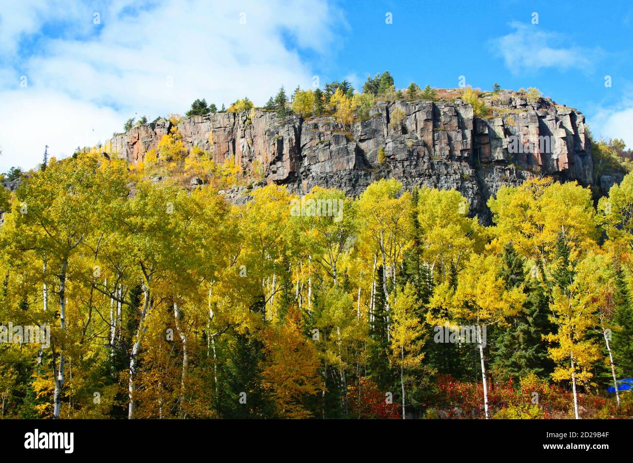 Weiße bellte Bäume mit goldenen Blättern, und immergrünen, sowie ein Precambrian Rock Berg. Stockfoto