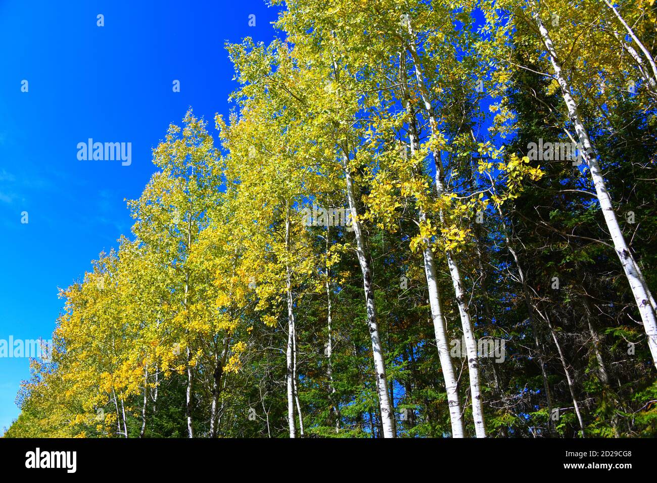 Weiße bellende Bäume mit goldenen Blättern und immergrünen; unter einem strahlend blauen Himmel im Norden von Ontario, Kanada. Stockfoto