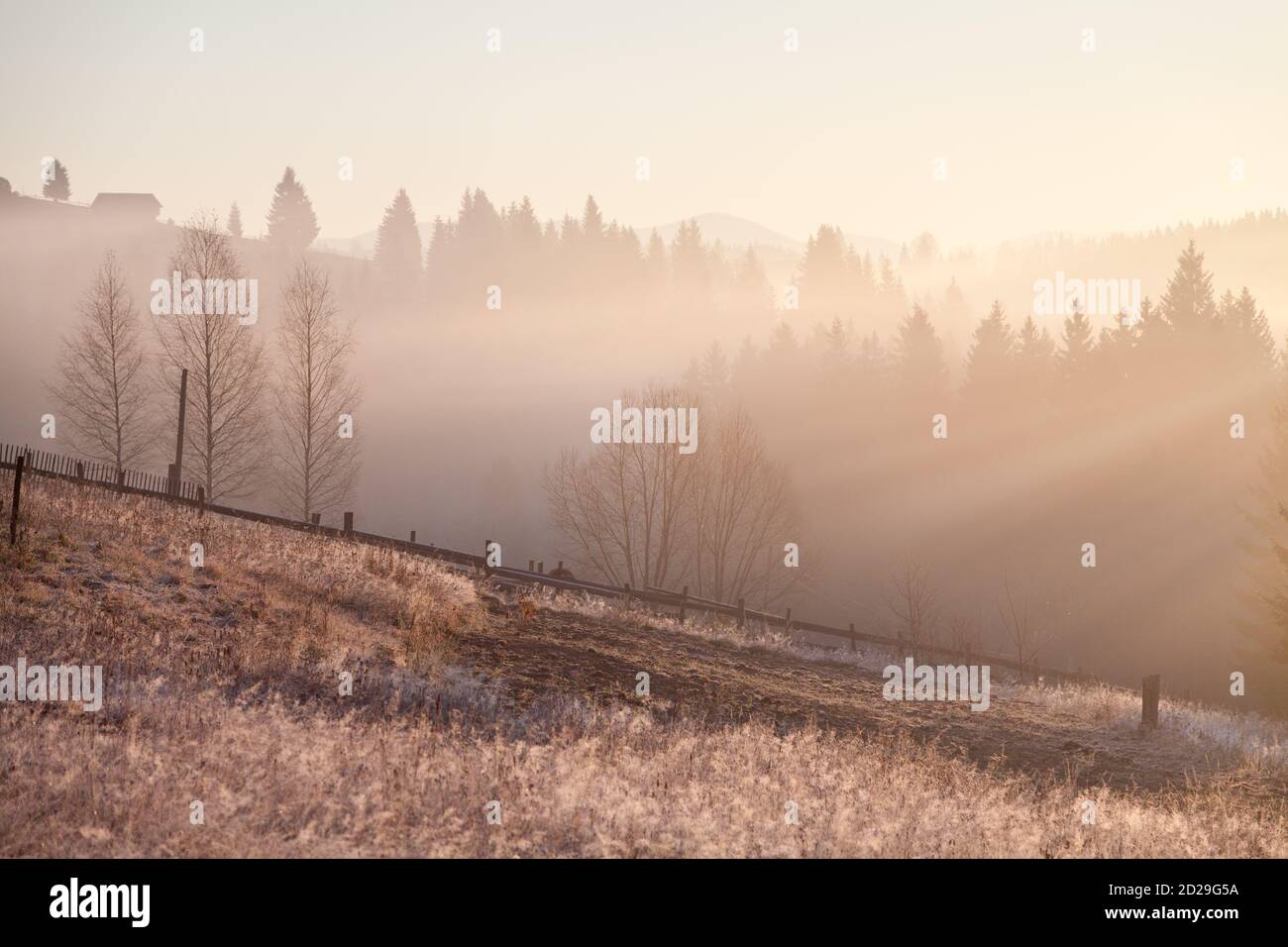 Nebliger Morgen auf der Wiese mit taufigem Gras, Wald im tiefen Nebel. Karpaten Stockfoto