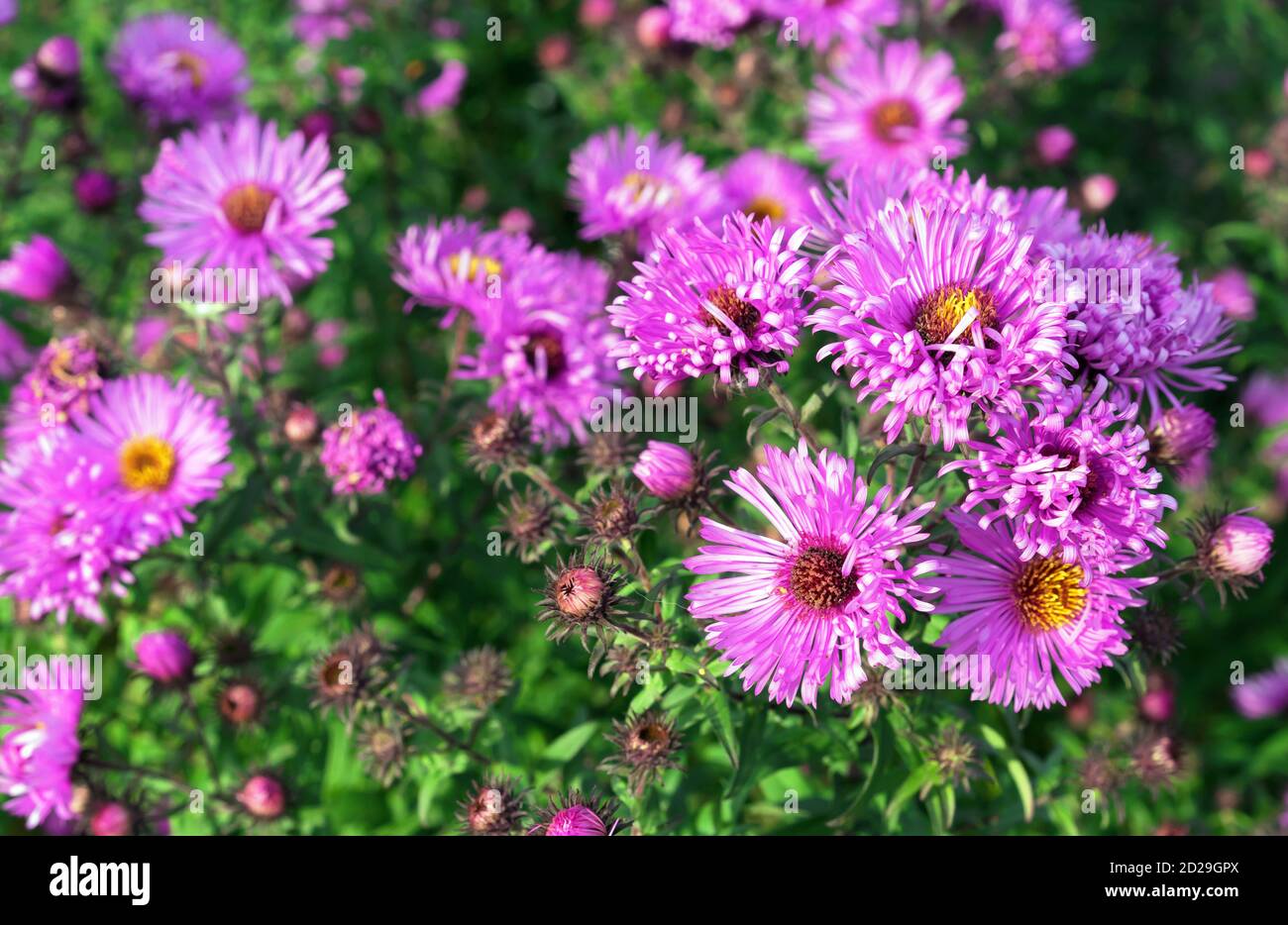 Lila englische Aster sind mehrjährige Herbstblumen. Stockfoto