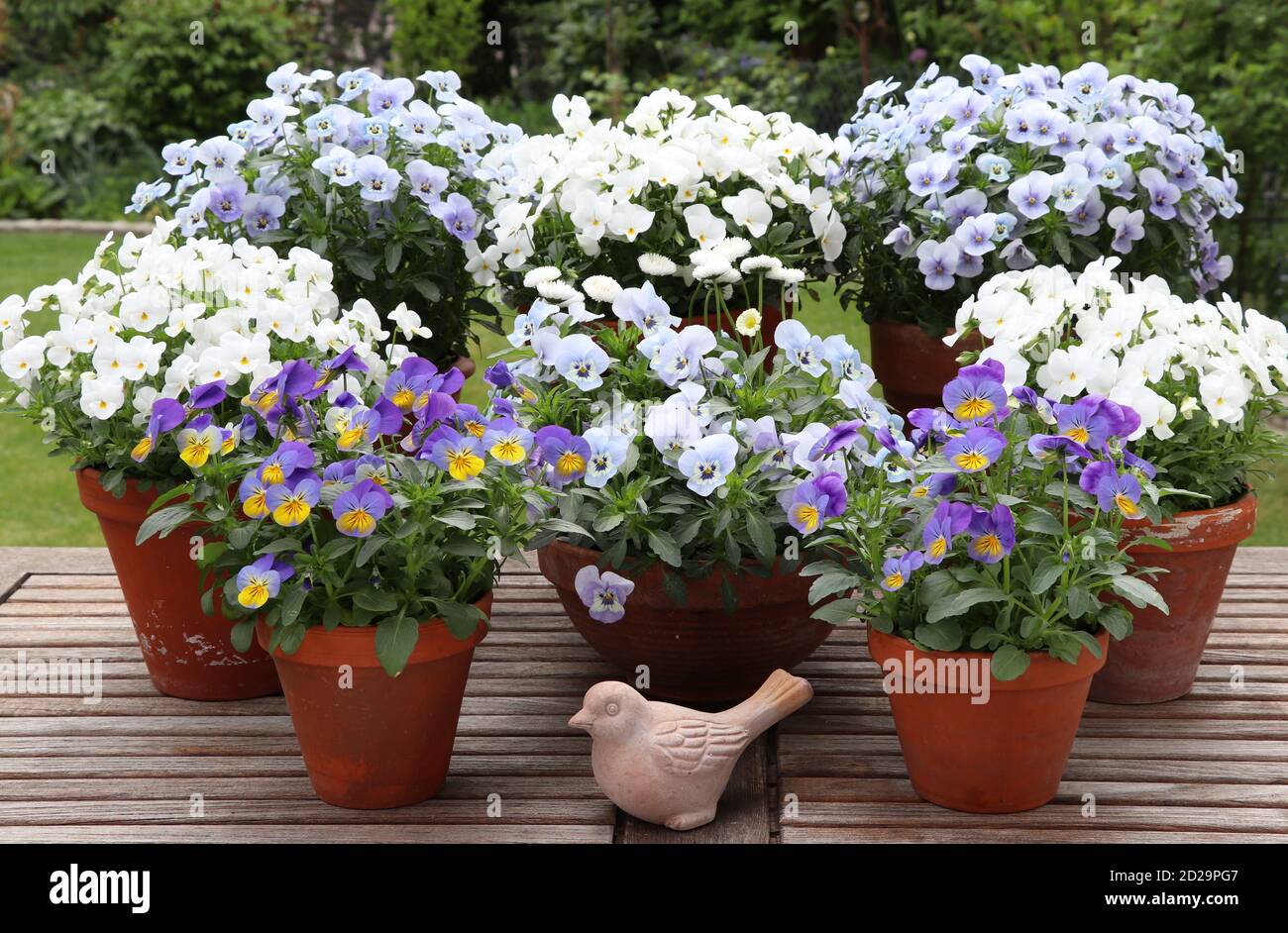 viola blüht in Pastellfarben in Terrakotta-Töpfen als Frühling Gartendekoration Stockfoto