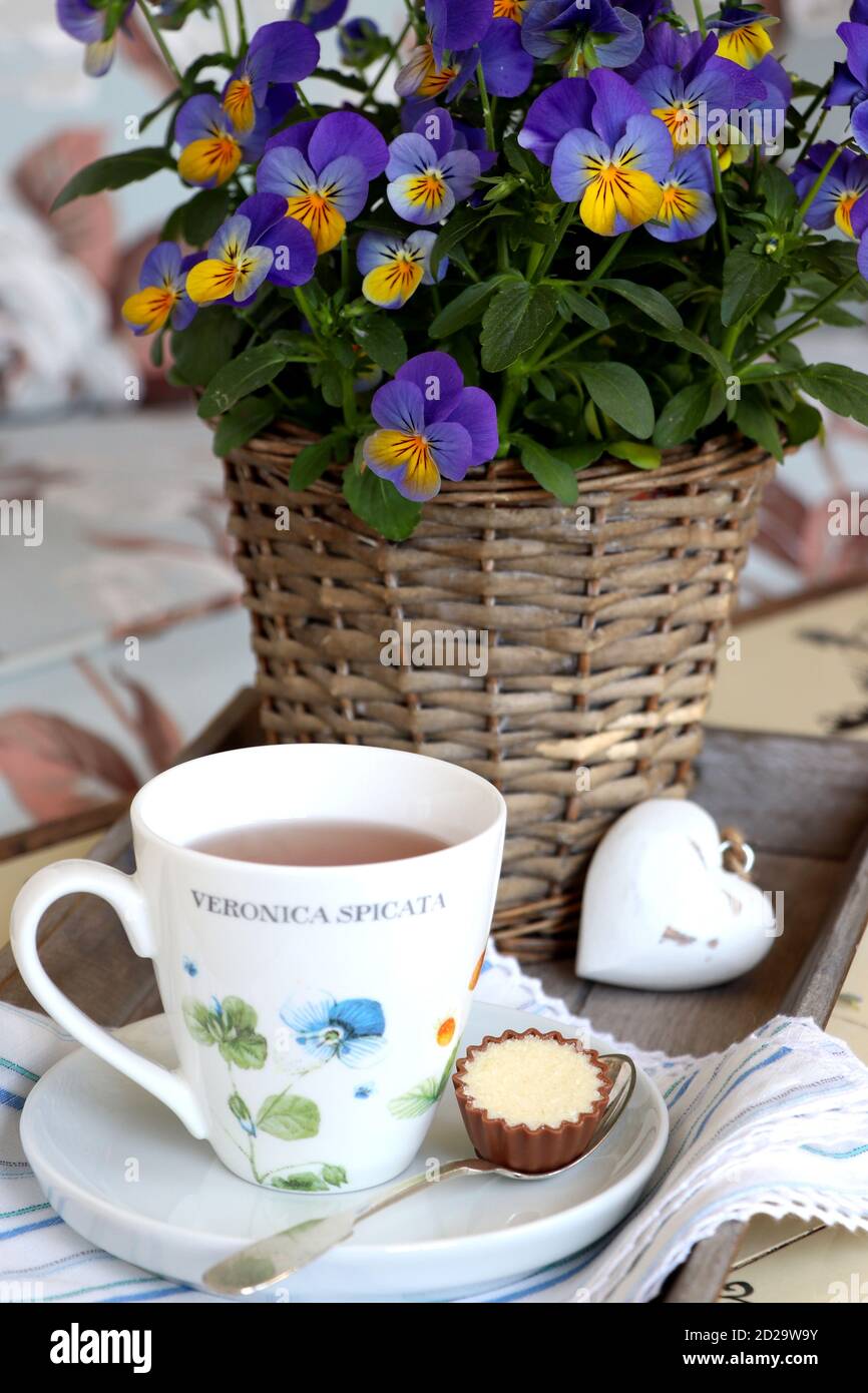 Tischdekoration mit Tasse Tee, Schokoladenbonbon und Viola-Blume Stockfoto