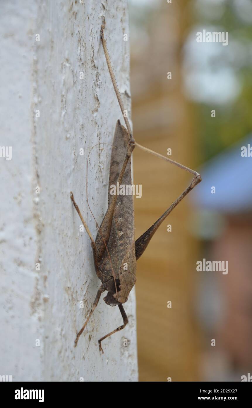 Vertikale Nahaufnahme einer braunen großen Heuschrecke auf dem Steinoberfläche Stockfoto