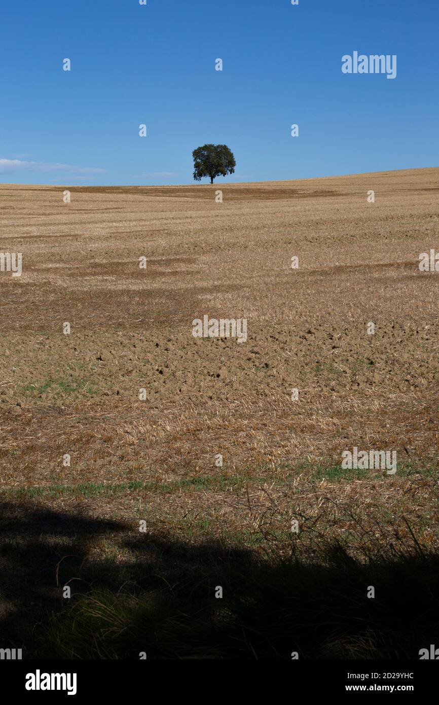 Eine landwirtschaftlich geprägte Landschaft mit sanft geschwungenen Hügeln, die typisch für die Region Gers im Südwesten Frankreichs sind. Stockfoto
