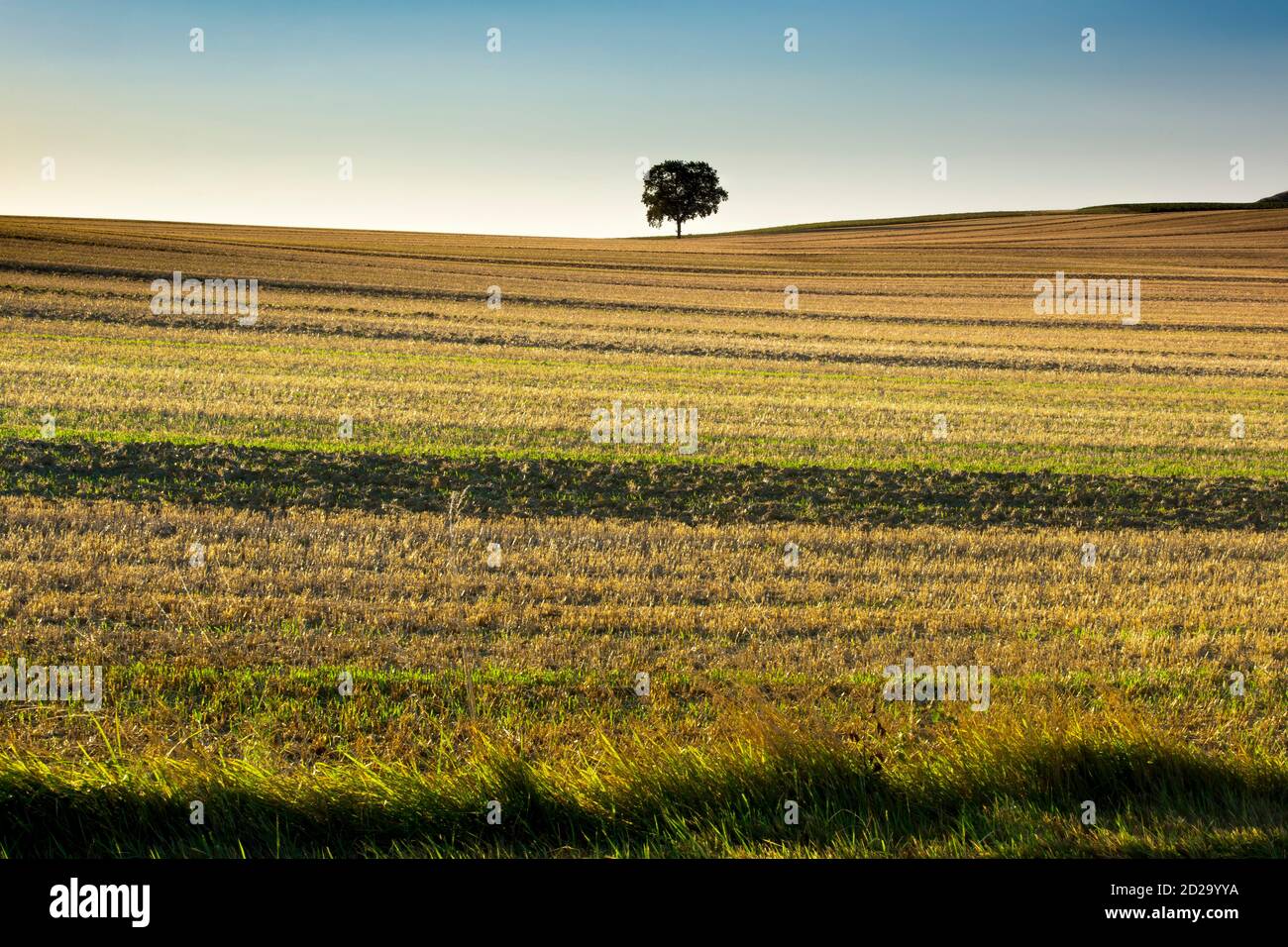 Eine landwirtschaftlich geprägte Landschaft mit sanft geschwungenen Hügeln, die typisch für die Region Gers im Südwesten Frankreichs sind. Stockfoto