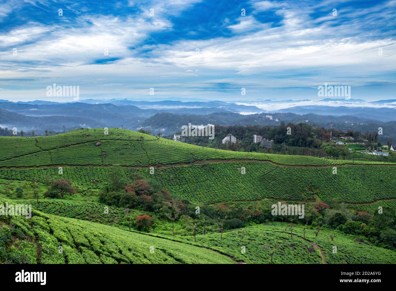 Schönheit der Teegärten - Munnar, Kerala Staat, Indien Stockfoto