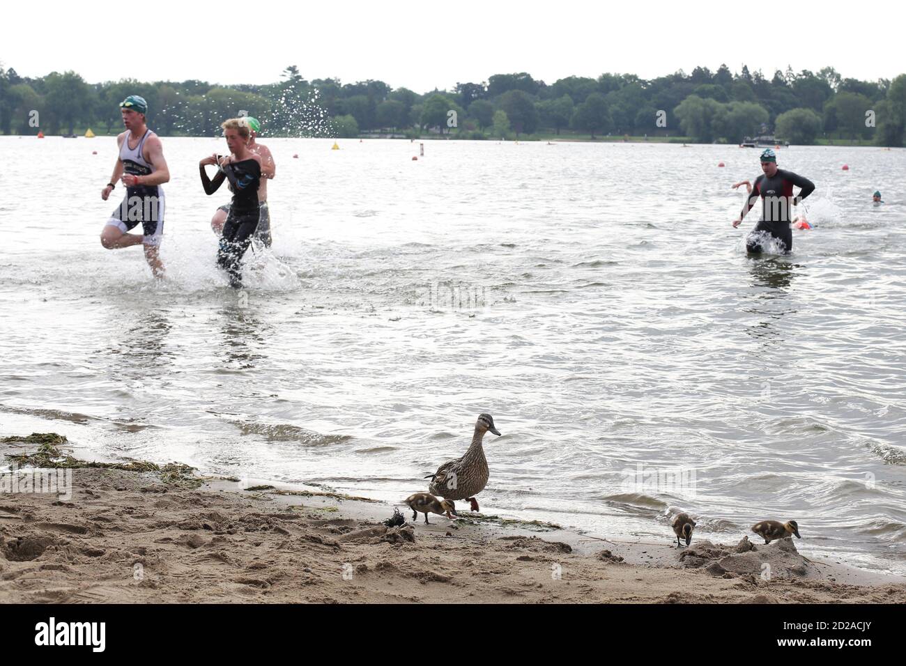 Eine Familie von Enten im Wasser, wo Schwimmer beim Lifetime Fitness Triathlon in Minneapolis, Minnesota auftauchen. Stockfoto