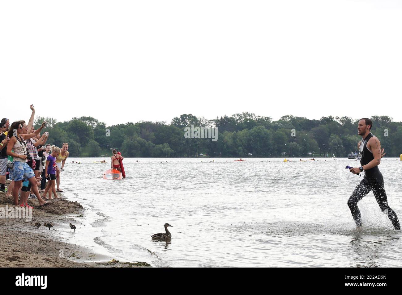 Eine Familie von Enten im Wasser, wo Schwimmer beim Lifetime Fitness Triathlon in Minneapolis, Minnesota auftauchen. Stockfoto