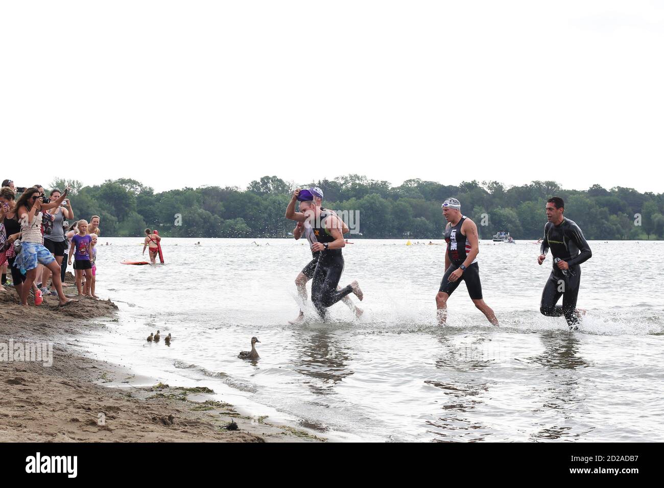Eine Familie von Enten im Wasser, wo Schwimmer beim Lifetime Fitness Triathlon in Minneapolis, Minnesota auftauchen. Stockfoto