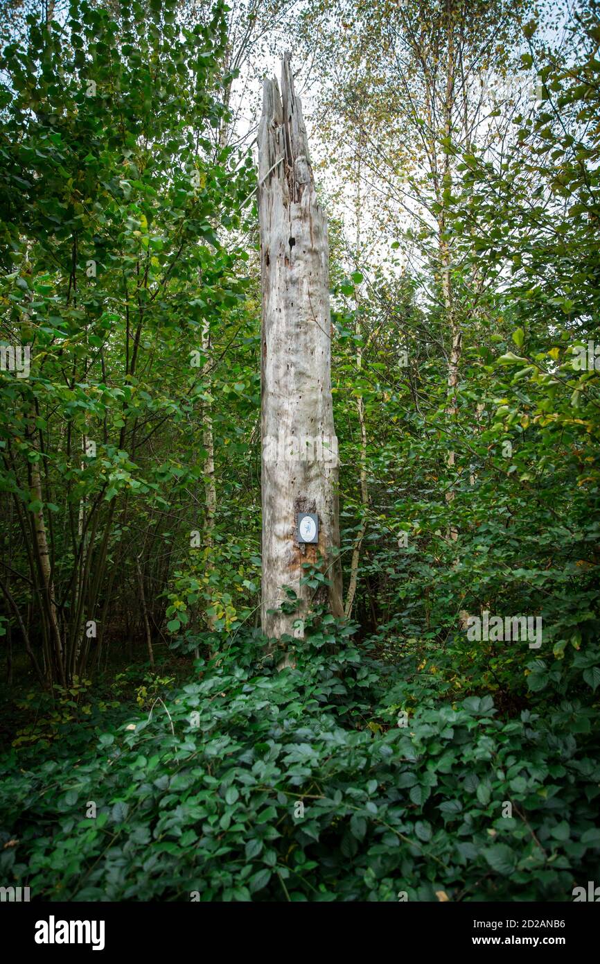 Naturgeschützter Specht im Waldviertel, Österreich an einem bewölkten Herbsttag Stockfoto
