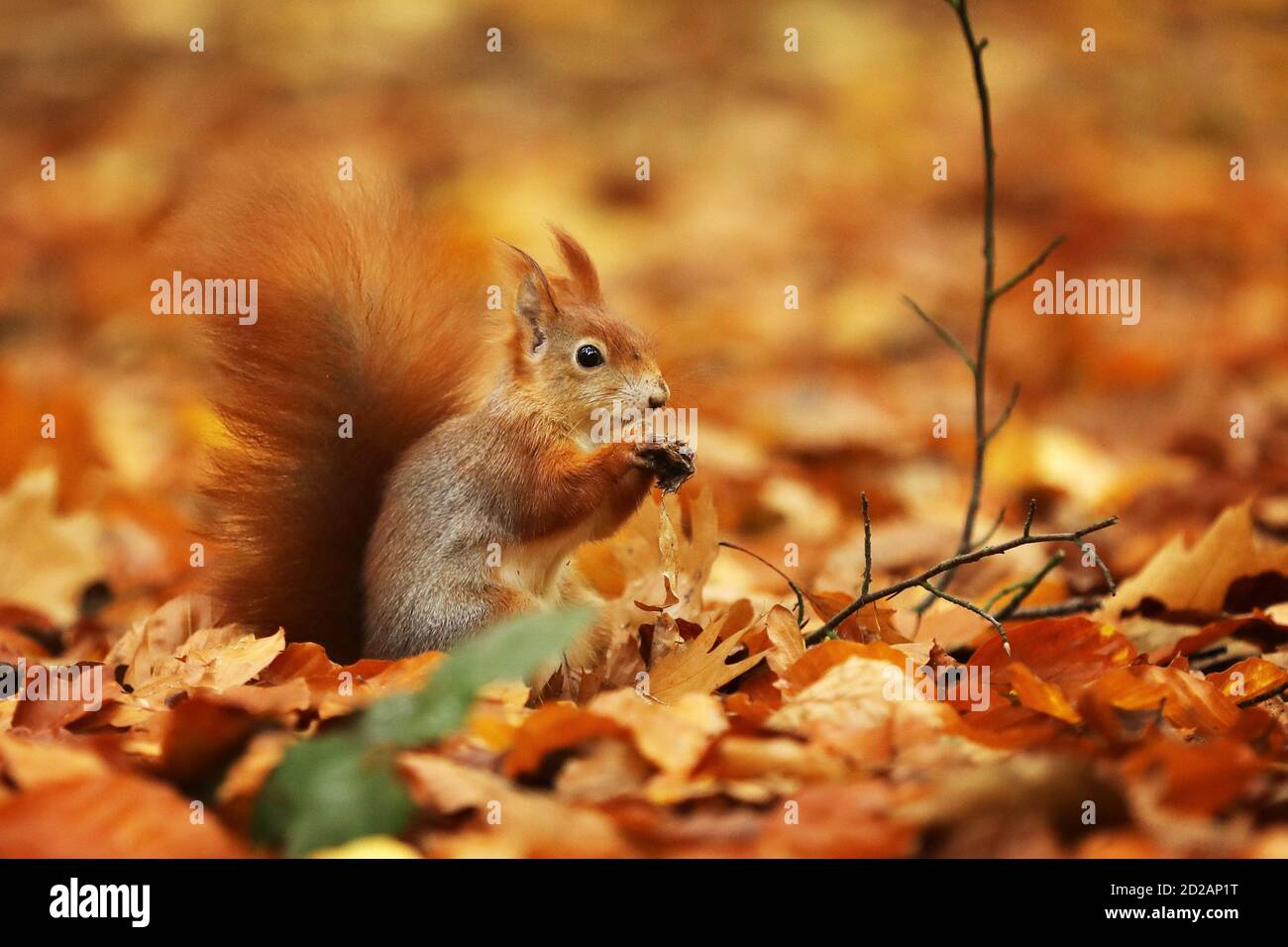 das-rote-eichh-rnchen-oder-der-eurasische-rote-eichh-rnchen-sciurus