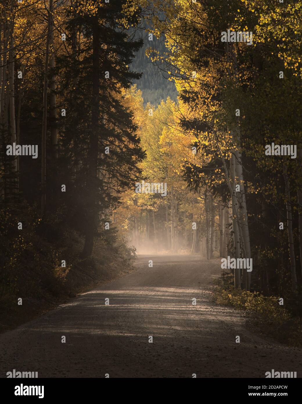 Getupptes Licht, das über eine Bergstraße fällt, umgeben von Espen mit herbstlichen Laub. Stockfoto