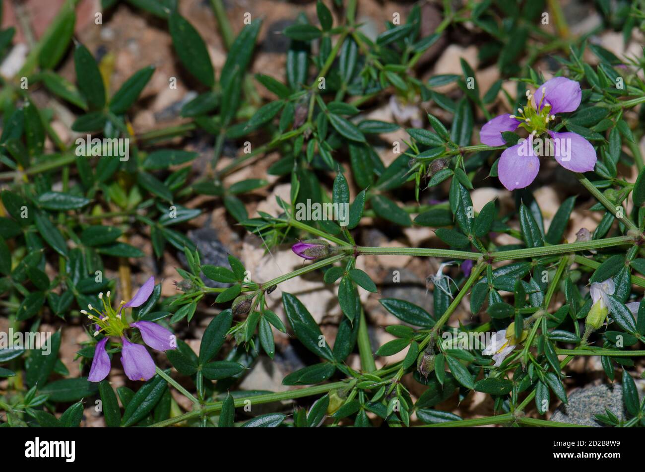 Fagonia cretica in Blume. Aguimes. Gran Canaria. Kanarische Inseln. Spanien. Stockfoto