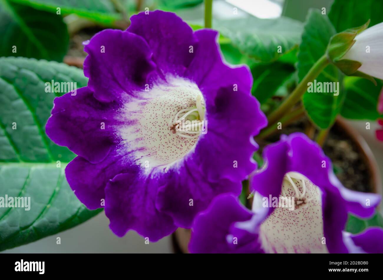 Blühende lila und weiße Blume Gloxinia oder Sinningia speciosa schließen Nach oben Stockfoto