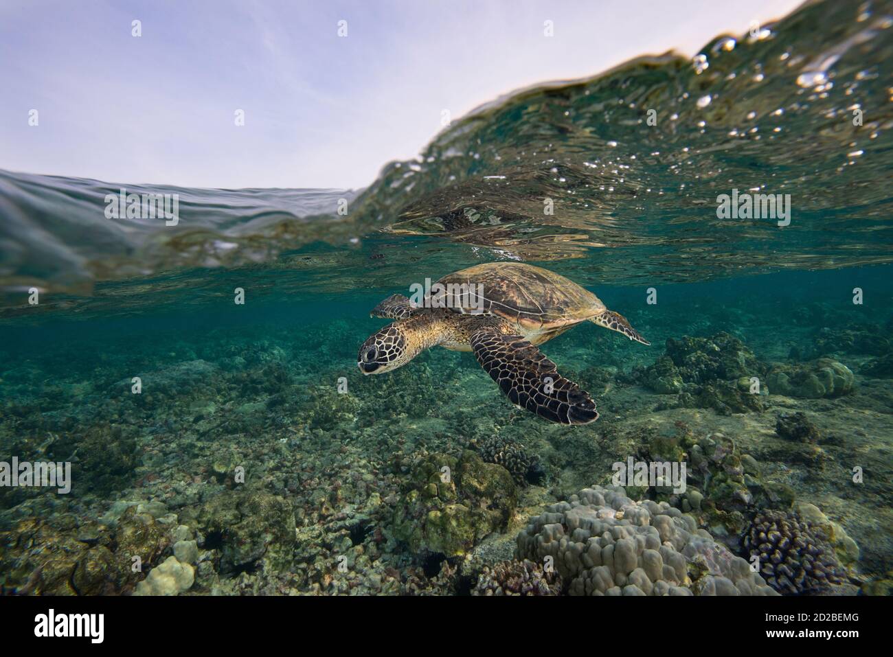 Grüne Meeresschildkröte oder Honu, Chelonia mydas, Kahalu'U Beach Park, Keauhou, Kona, Hawaii, USA ( Zentral Pazifik ) Stockfoto