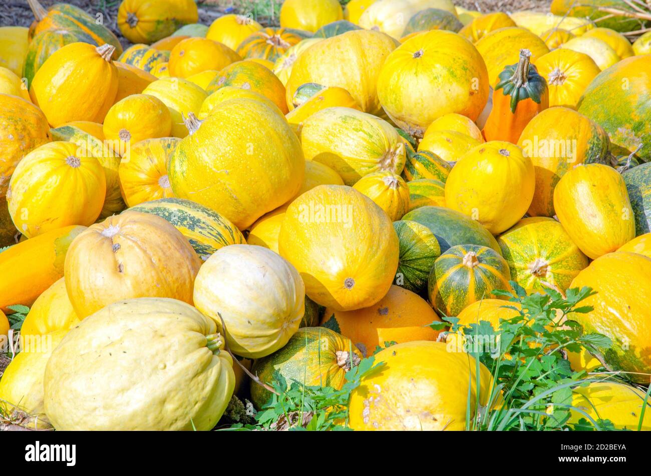 Kürbisse auf den Gebieten der postsowjetischen Union angebaut Stockfoto