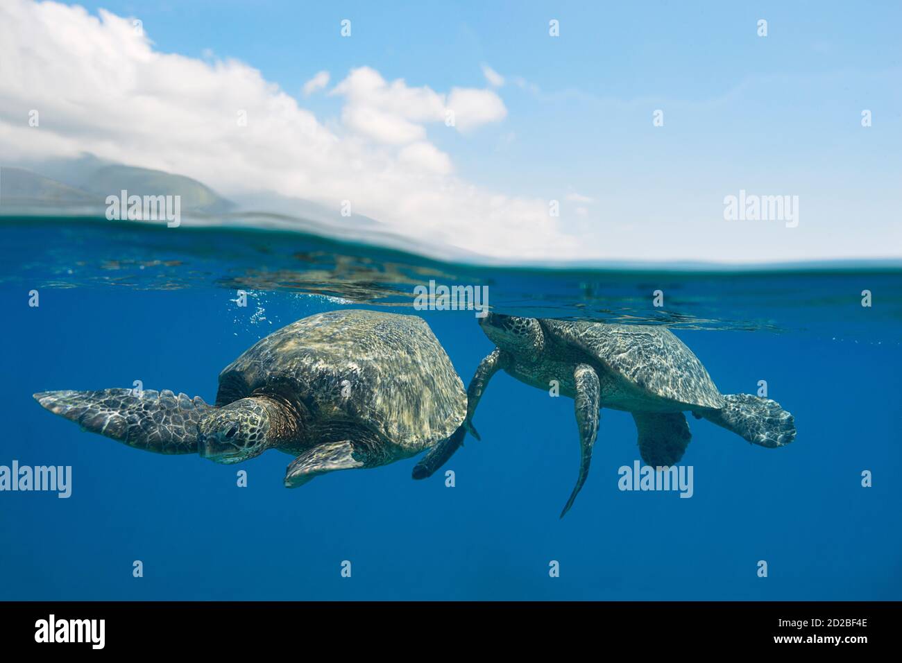Grüne Meeresschildkröten, Chelonia mydas ( bedrohte Arten ), umwerfende Paar, Wahikuli, West Maui, Hawaii, USA ( zentraler Pazifischer Ozean ) Stockfoto