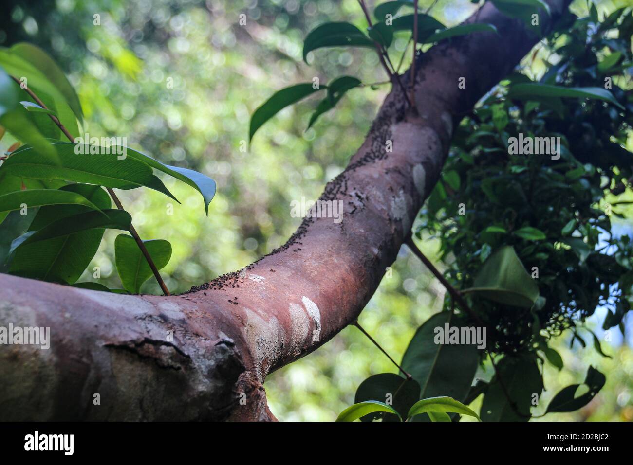 Wunderbare Eindrücke von den Philippinen in Asien Stockfoto