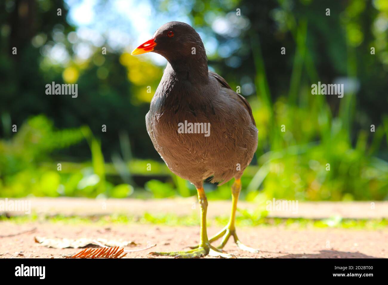 Erwachsene gemeiner Moorhühner, Gallinula chloropus in frontaler Ansicht zu Fuß auf großen Füßen in der hellen Sonne Stockfoto