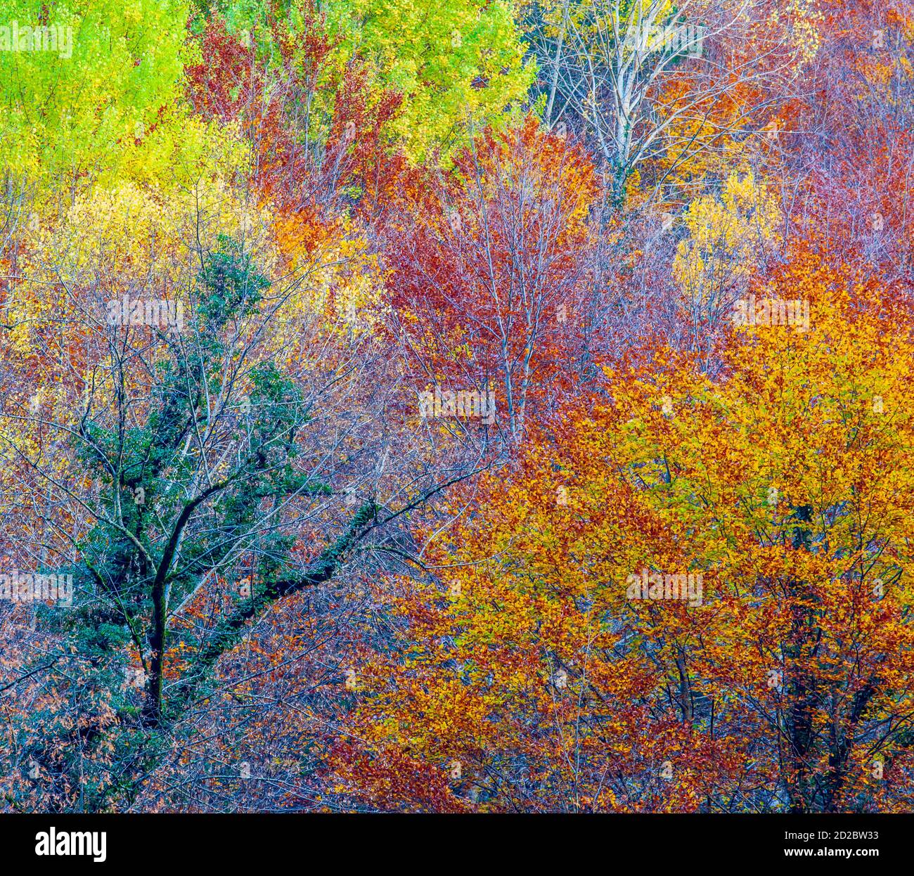 Impressionistische Landschaft. Herbstfarben im Nationalpark Ordesa y Monte Perdido Stockfoto