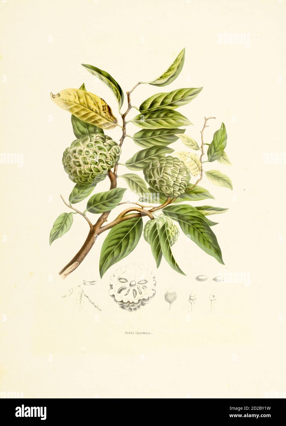 Antiker Stich aus dem 19. Jahrhundert eines annona squamosa, auch bekannt als Zuckerapfel. Illustration von Berthe Hoola van Nooten aus dem Buch Fleurs, Fruits Stockfoto