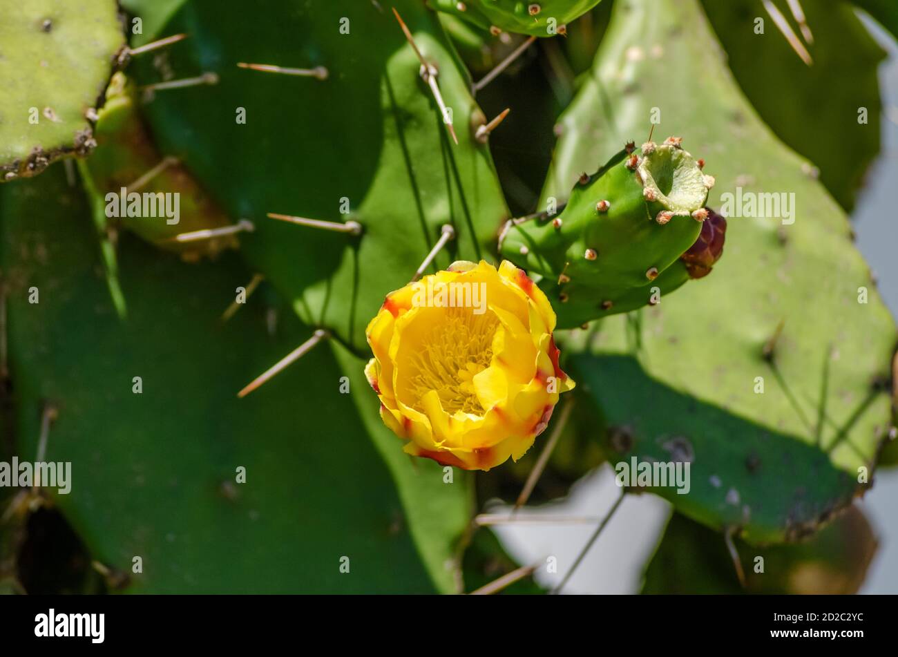 Gelbe Kaktusblüten Nahaufnahme auf dem Hintergrund von Grün Stachelige Kaktusblätter Stockfoto