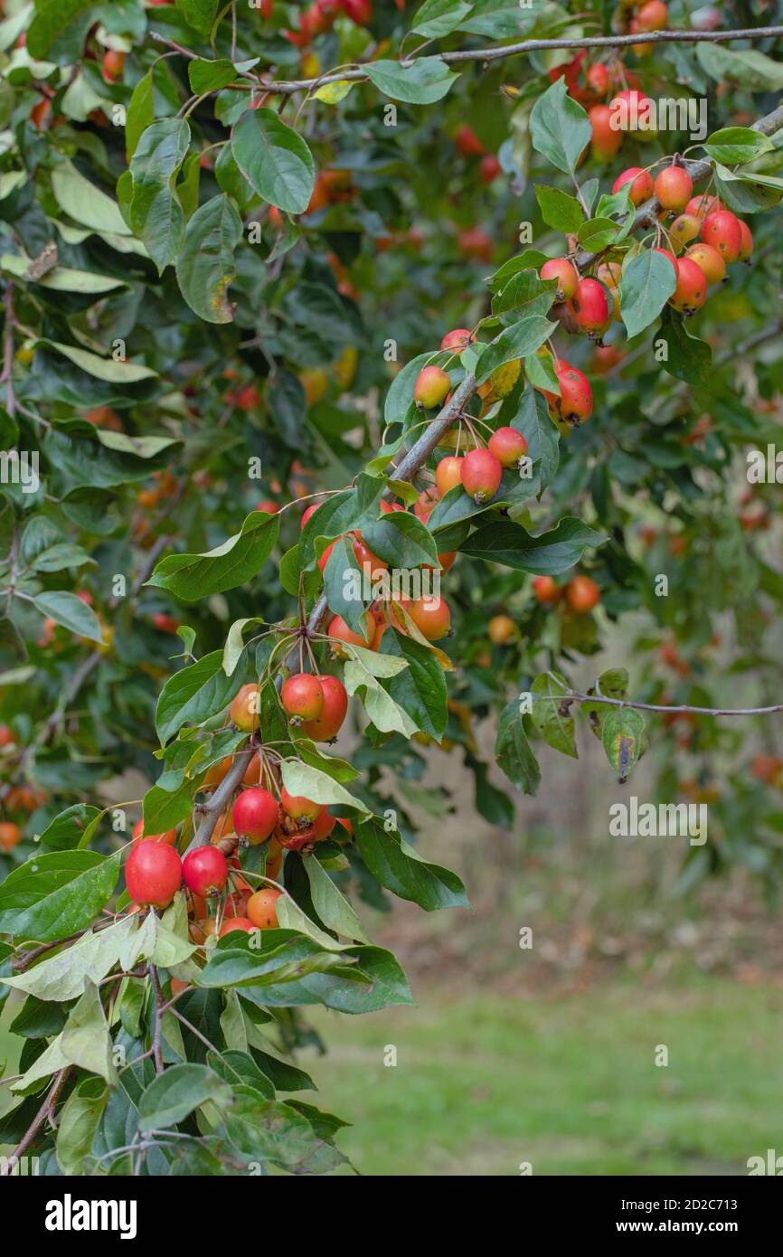 Crab Apple, Baum, Obst, (Malus sylvestris). Farbenfrohe Herbstfrüchte. Gewicht der Zahlen, die die Zweige tragen. Wilde Vorfahren alle kultivierten Sorten Stockfoto